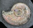 Iridescent Ammonite Fossils Mounted In Shale - x #38110-3